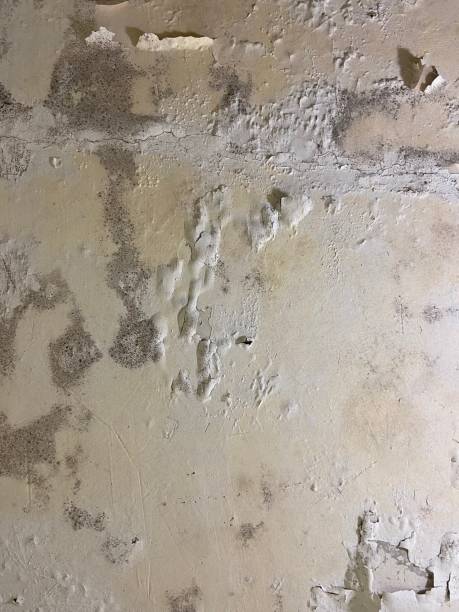 Best Black Mold Removal  in Naples, UT