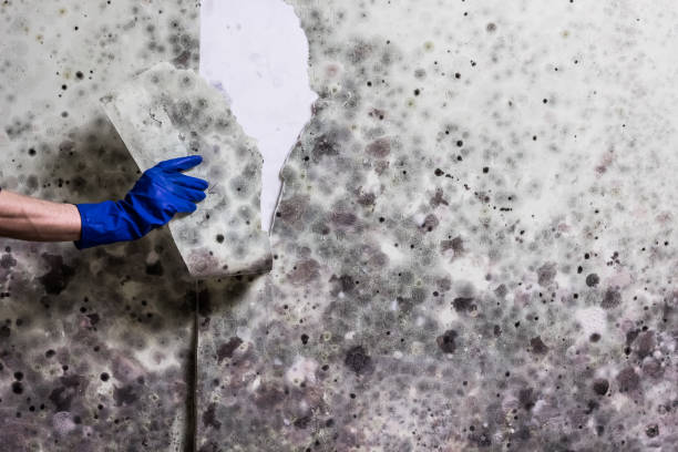 Best Affordable Mold Removal  in Naples, UT