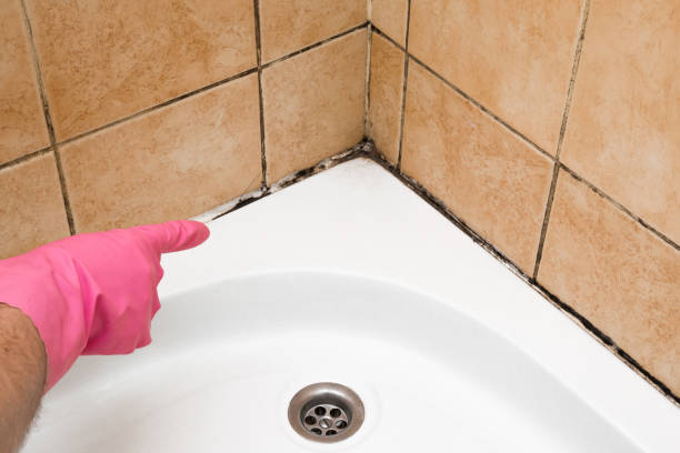 Best Commercial Mold Removal  in Naples, UT